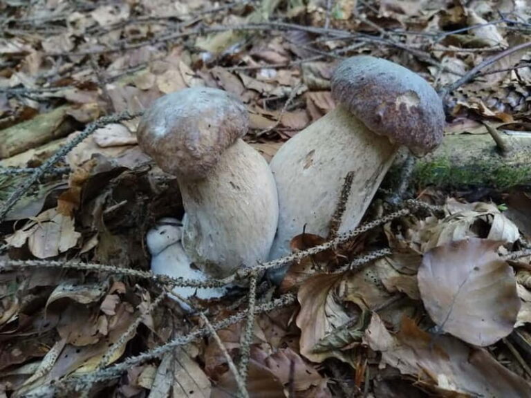 From Brasov: Half-Day Foraging Lesson - The Practicalities: Whats Included and Whats Not