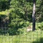 From Brasov: Libearty Bear Sanctuary Guided Tour - Why This Tour Is Worth Considering