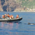 From Calheta: Madeira Whale and Dolphin Watching Boat Tour - Who Should Consider This Tour?