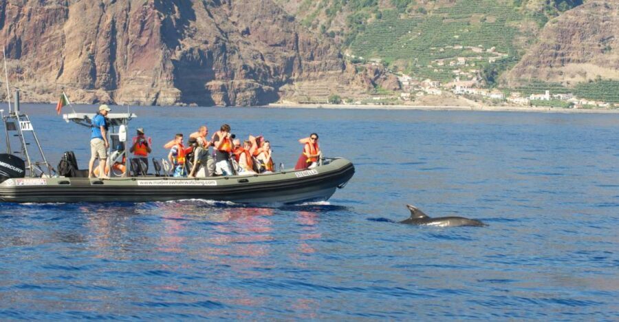 From Calheta: Madeira Whale and Dolphin Watching Boat Tour - Who Should Consider This Tour?