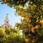 From Costa del Sol: Seville Day Trip - Exploring the Barrio de Santa Cruz