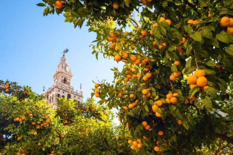 From Costa del Sol: Seville Day Trip - Exploring the Barrio de Santa Cruz