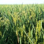 From Deltebre: Ebro Delta National Park Multi-Stop Day Trip - Practical Details & Tips