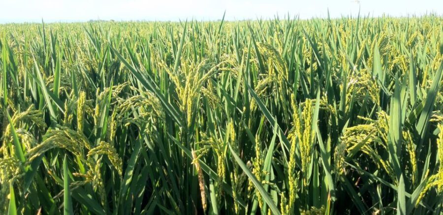 From Deltebre: Ebro Delta National Park Multi-Stop Day Trip - Practical Details & Tips