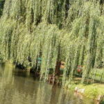 From Dresden: Day Trip to The Spreewald - Detailed Itinerary Breakdown