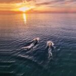 From Fazana: Private Dolphin search & Sunset cruise - Detailed Breakdown of the Itinerary