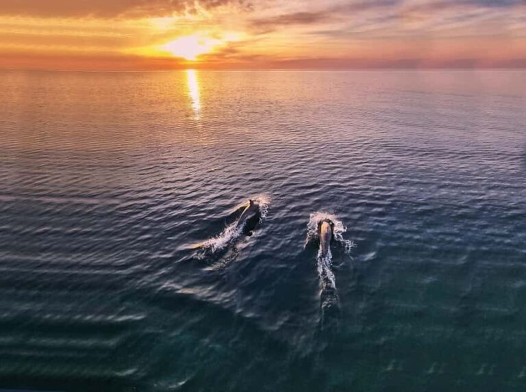 From Fazana: Private Dolphin search & Sunset cruise - Detailed Breakdown of the Itinerary