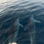 From Fazana: Private sunset dolphin tour - Who Should Consider This Tour?