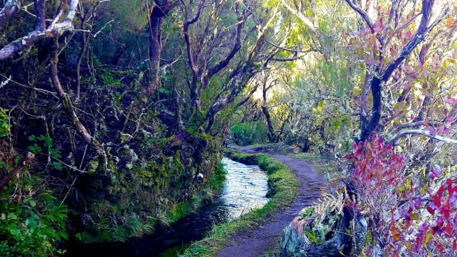 From Funchal: Madeira Lakes Levada Guided Hike - The Itinerary in Detail