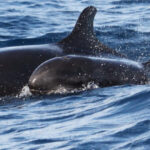From Funchal: Whales and Dolphin Adventure Tour - A Detailed Look at the Tour Experience