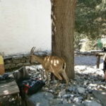 From Georgioupolis: Roundtrip Transfer to Samaria Gorge - Final Thoughts