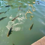 from Istanbul: anlurfa, Göbeklitepe & Balklgöl Day Trip - Itinerary Breakdown and What to Expect