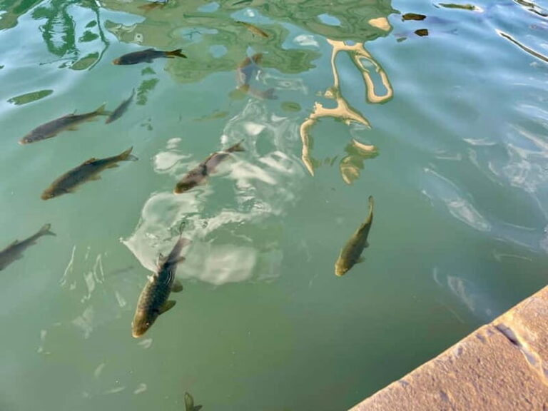 from Istanbul: anlurfa, Göbeklitepe & Balklgöl Day Trip - Itinerary Breakdown and What to Expect