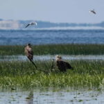 From Klaipda: Bird-Watching Adventure in Nemunas Delta - What Makes This Tour Stand Out