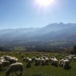 From Krakow: Dunajec River Rafting and Zakopane Town Tour - Practical Details and Value