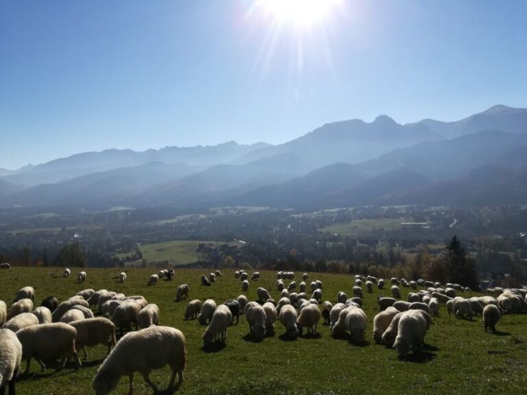 From Krakow: Dunajec River Rafting and Zakopane Town Tour - Practical Details and Value