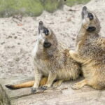 From Krakow: Zoo Trip with Private Luxury Transfer - The Scenic Wolski Forest and Surroundings