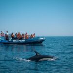 From Lagos: Dolphin Watching Boat Trip w/ Marine Biologists - Who Will Love This Tour?