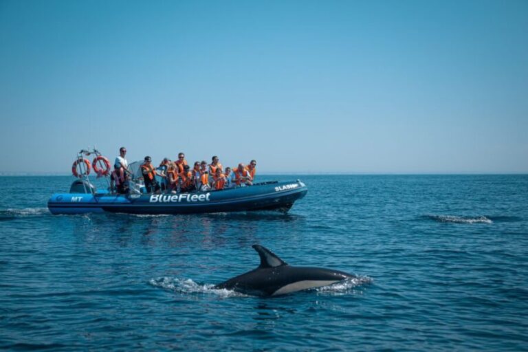From Lagos: Dolphin Watching Boat Trip w/ Marine Biologists - Who Will Love This Tour?