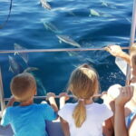 From Lagos: Dolphin Watching Catamaran Cruise - The Itinerary Breakdown