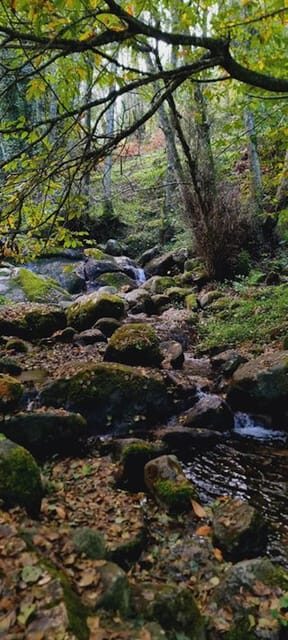 From Lagos: Monchique Private Guided Hike + Medronho Tasting - Value and Practicality