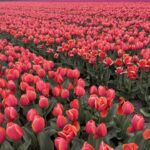 From Lisse: Landrover Tour Around Keukenhof & Flower Fields - Final thoughts