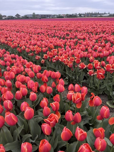 From Lisse: Landrover Tour Around Keukenhof & Flower Fields - Final thoughts