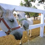 From Ljubljana: Lipica Stud Farm and Piran Full-Day Tour - Leisure Time and Scenic Views