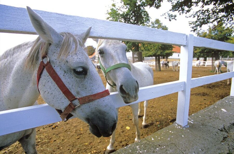 From Ljubljana: Lipica Stud Farm and Piran Full-Day Tour - Leisure Time and Scenic Views