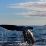 From Machico: Madeira Whale and Dolphin Watching Boat Tour - Pricing and Value