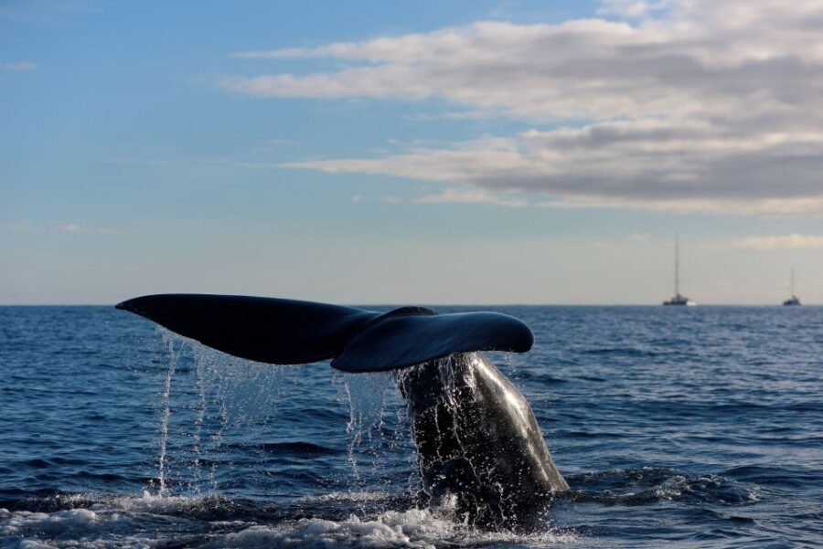 From Machico: Madeira Whale and Dolphin Watching Boat Tour - Pricing and Value