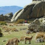 From Madrid: Sierra de Guadarrama Hiking Day Trip - What the Reviews Reveal