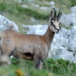 From Makarska: Biokovo Nature Park Guided Tour with Skywalk - Why This Tour Works Well