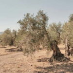 From Malaga: Antequera Heritage and Oil Mill land - Analyzing the Value and Practical Aspects