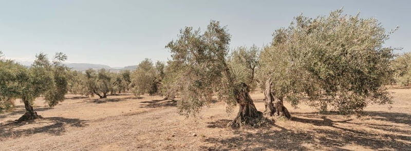 From Malaga: Antequera Heritage and Oil Mill land - Analyzing the Value and Practical Aspects