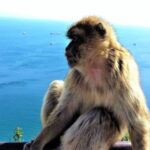 From Málaga or Marbella: Private Gibraltar Tour - The Logistics: How It Works