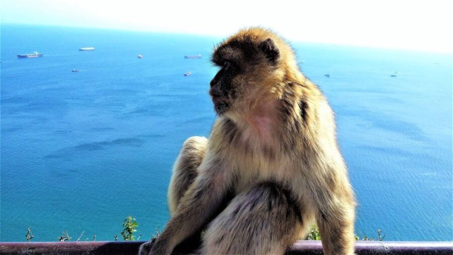 From Málaga or Marbella: Private Gibraltar Tour - The Logistics: How It Works