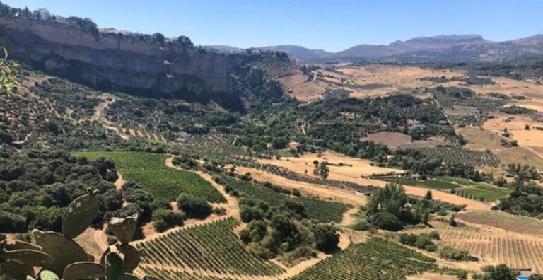 From Marbella: Ronda Tour Wineries Tour with Lunch - First Winery: The Award-Winning Producer