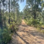 From Montemor or Évora: Guided Hike to Almendres Megalithic - More About the Experience