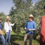 From Montpellier: Wine and Olive Tour - Value for Money and Practical Tips