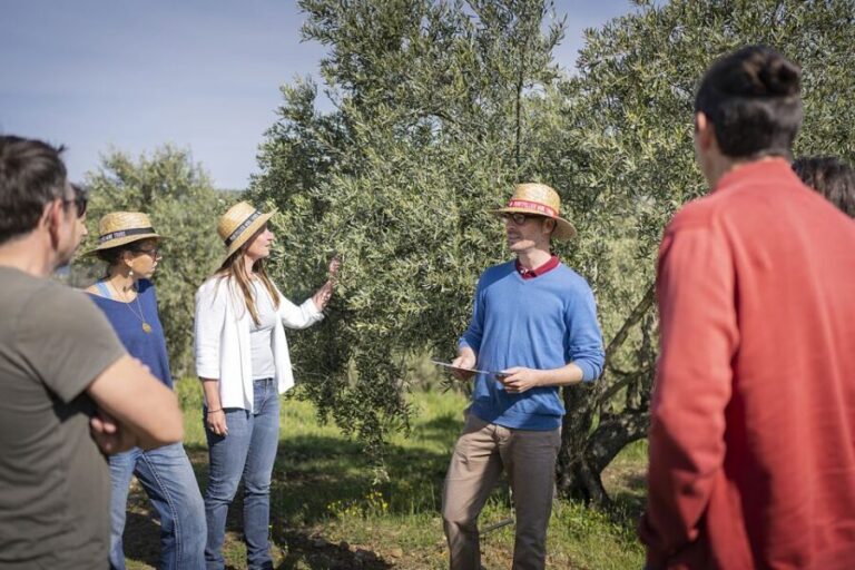 From Montpellier: Wine and Olive Tour - Value for Money and Practical Tips
