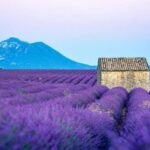 From Nice: Verdon Gorges & Lavender Fields Tour & Transport - What’s Included & Why It Matters