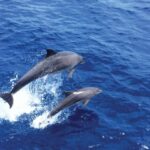 From Palma: 3-Hour Morning Dolphin Watching Boat Tour - Practical Details and What to Expect