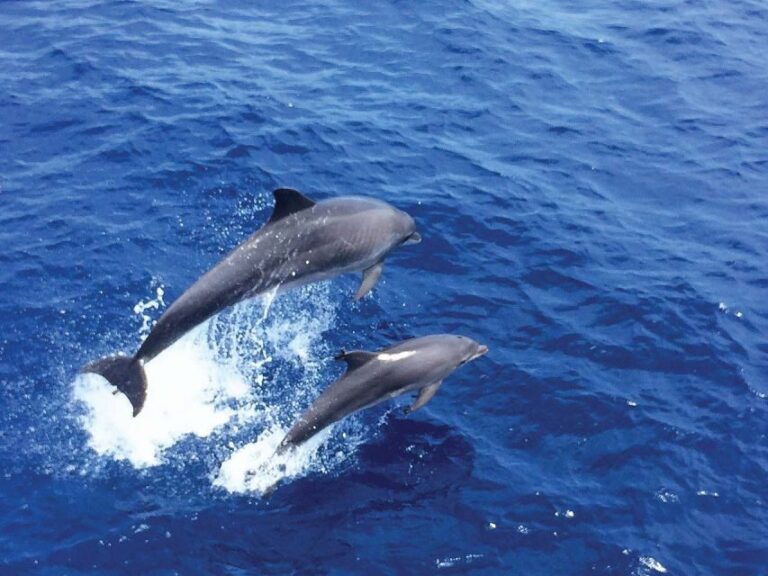 From Palma: 3-Hour Morning Dolphin Watching Boat Tour - Practical Details and What to Expect