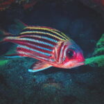 FROM PAPHOS: Snorkeling at Moulia Rocks (boat) - The Itinerary and What You Can Expect