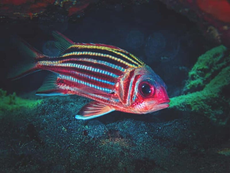 FROM PAPHOS: Snorkeling at Moulia Rocks (boat) - The Itinerary and What You Can Expect