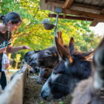 From Podgorica: Donkey Farm Visit - Is the Tour Worth It? Analyzing the Value