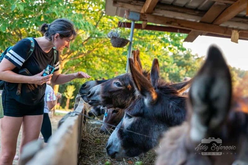 From Podgorica: Donkey Farm Visit - Is the Tour Worth It? Analyzing the Value