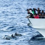 From Ponta Delgada: Whale and Dolphin Watching Trip - The Itinerary in Detail