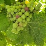 From Porto: Douro Valley Wine Tasting Tour With Hotel Pickup - The Douro Valley Winemaking & Tasting Experience